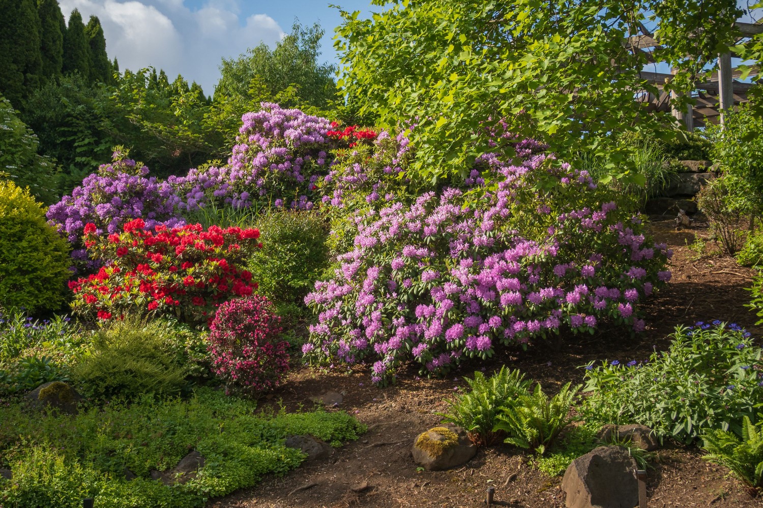 Kwitnąca rabata w angielskim ogrodzie fot. Pexels