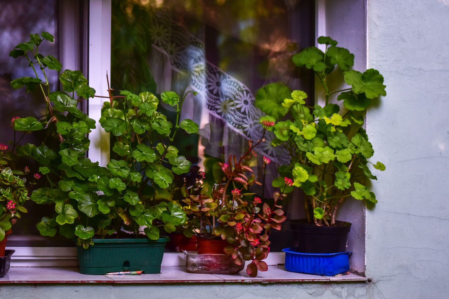 Donice z zielenią na parapecie okna fot. Pexels