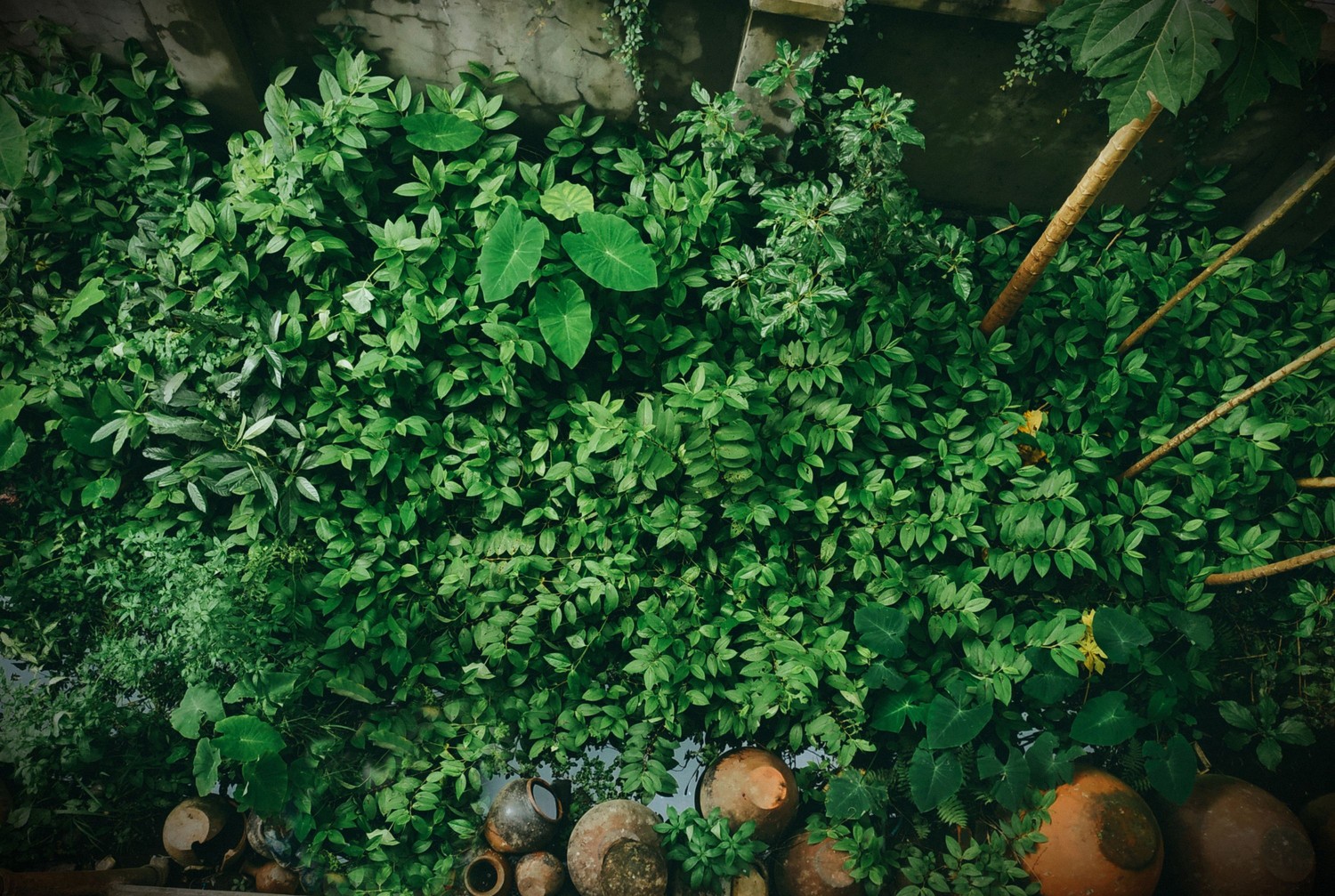Bujny ogród naturalistyczny w cieniu fot. Pexels