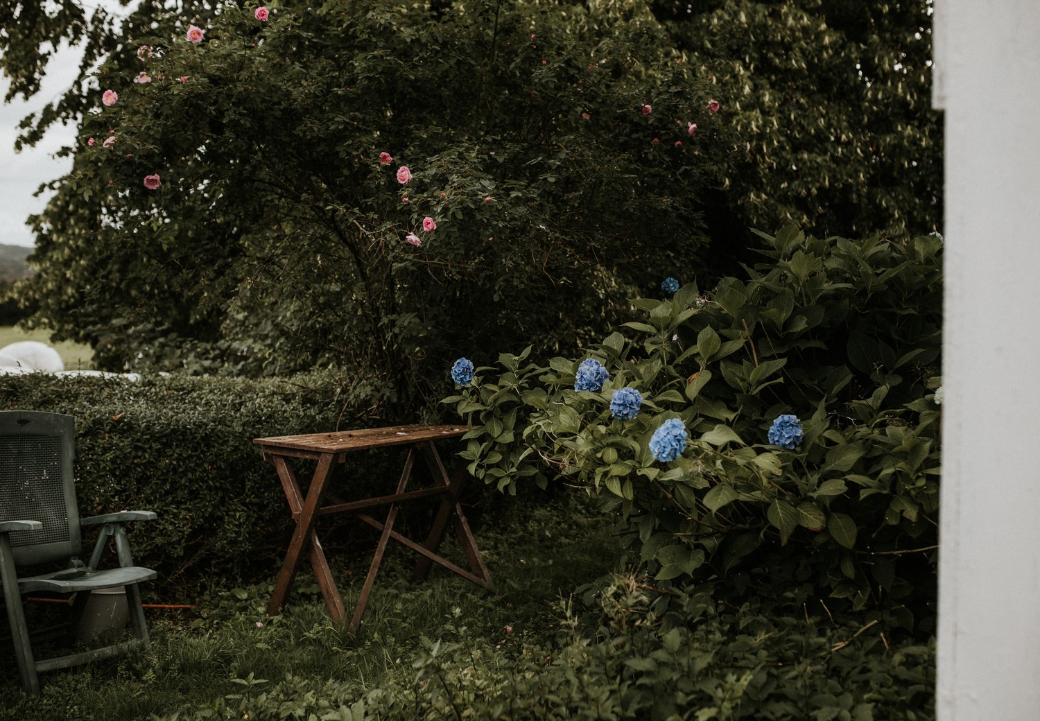 Naturalistyczny ogród z hortensją i stolikiem fot. Pexels