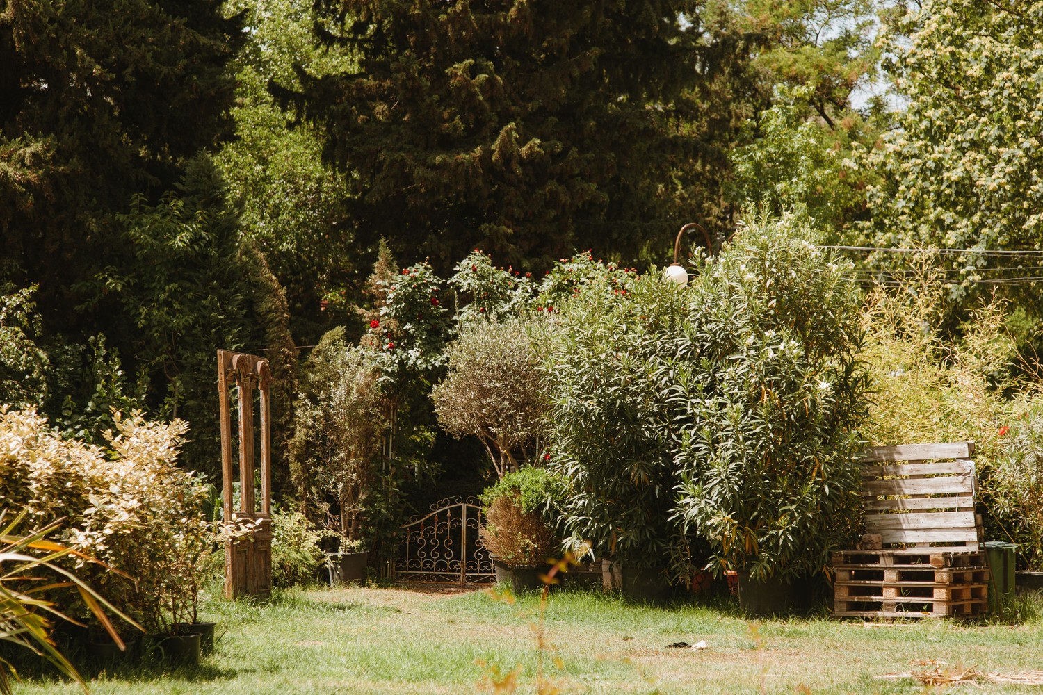 Naturalistyczny ogród z trawnikiem i donicami fot. Pexels