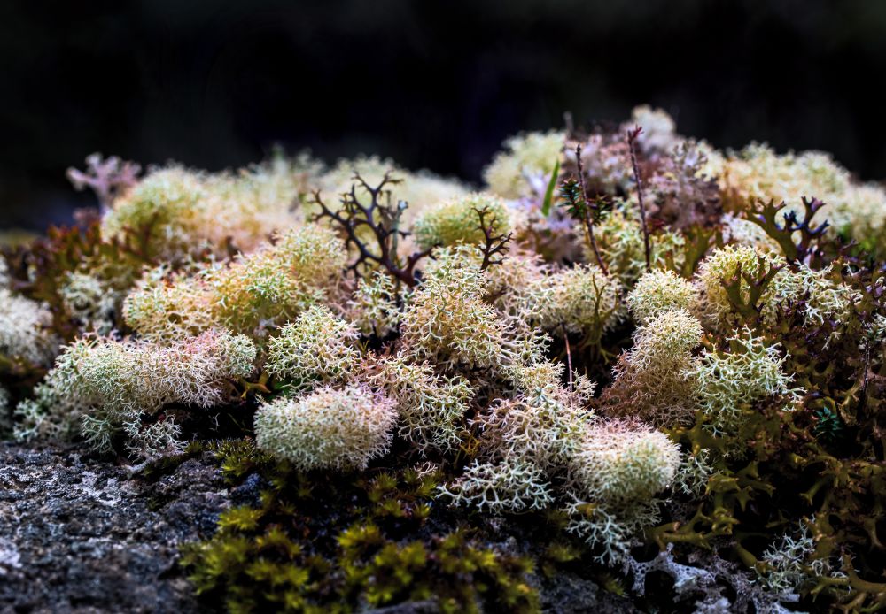 chrobotek reniferowy, chrobotek leśny, cladonia ragniferina