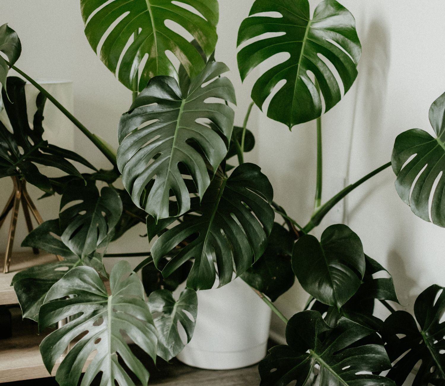  monstera jaka ziemia