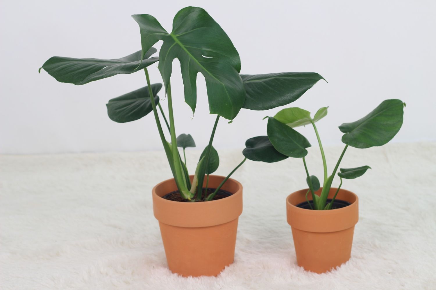 monstera rozmnażanie