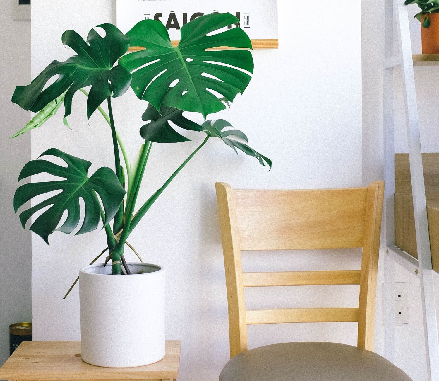 monstera zwija liście