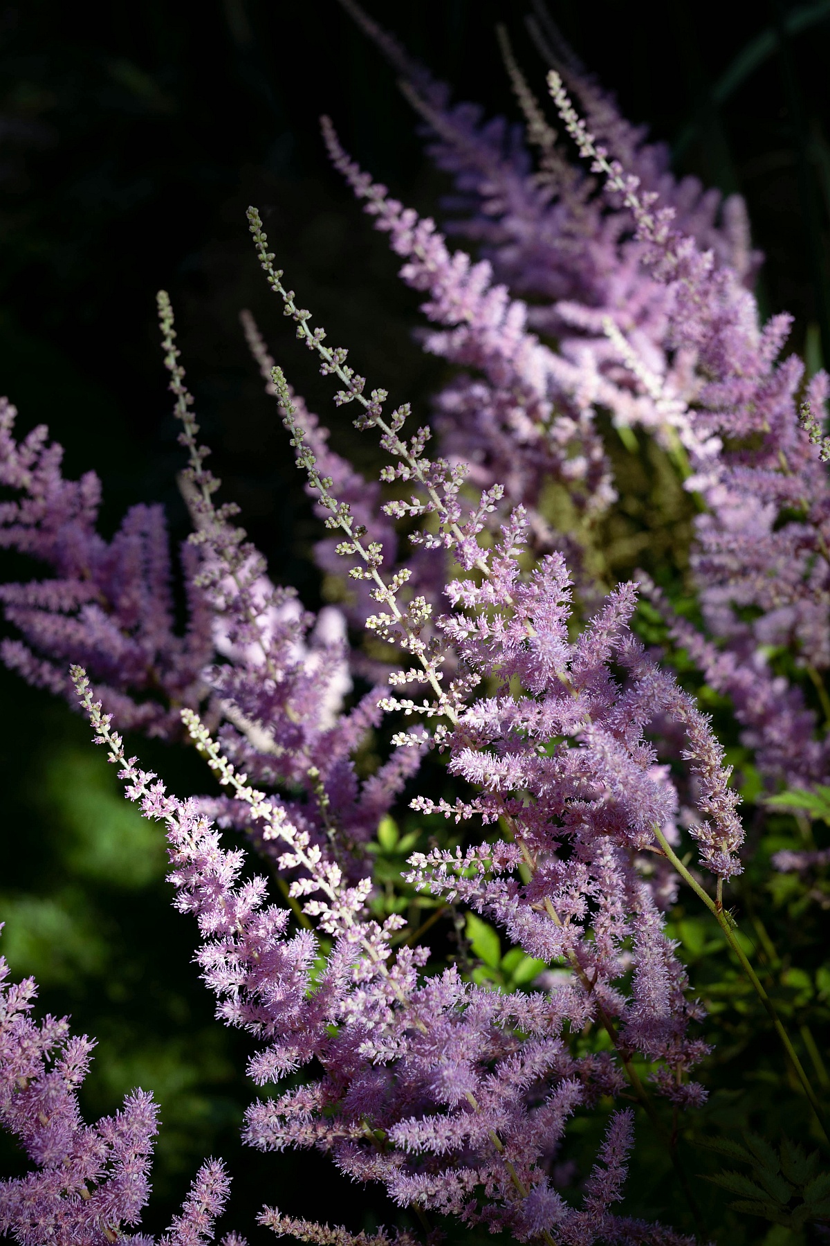 Kwitnienie tawułki Arendsa