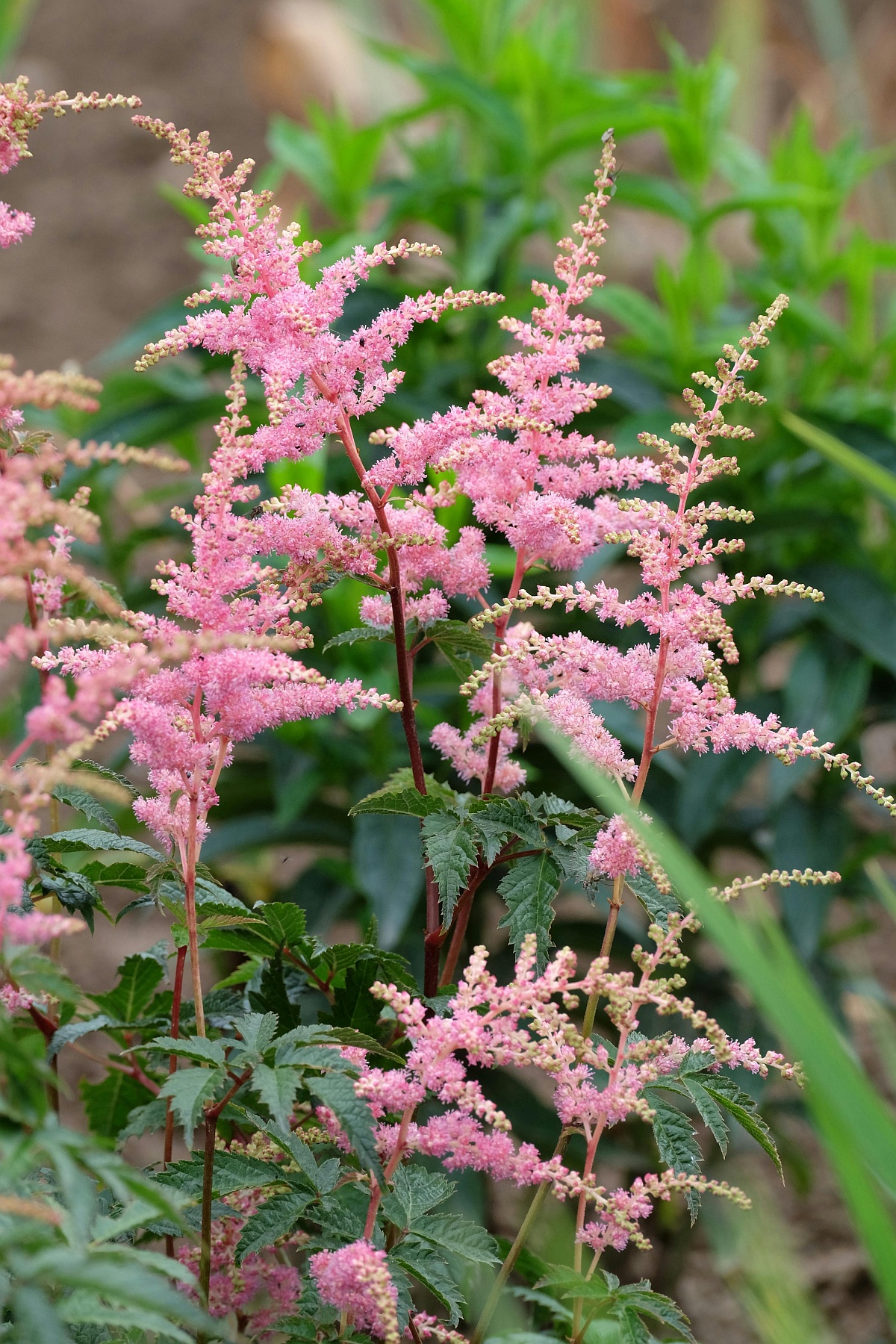sadzenie tawułki Arendsa w ogrodzie