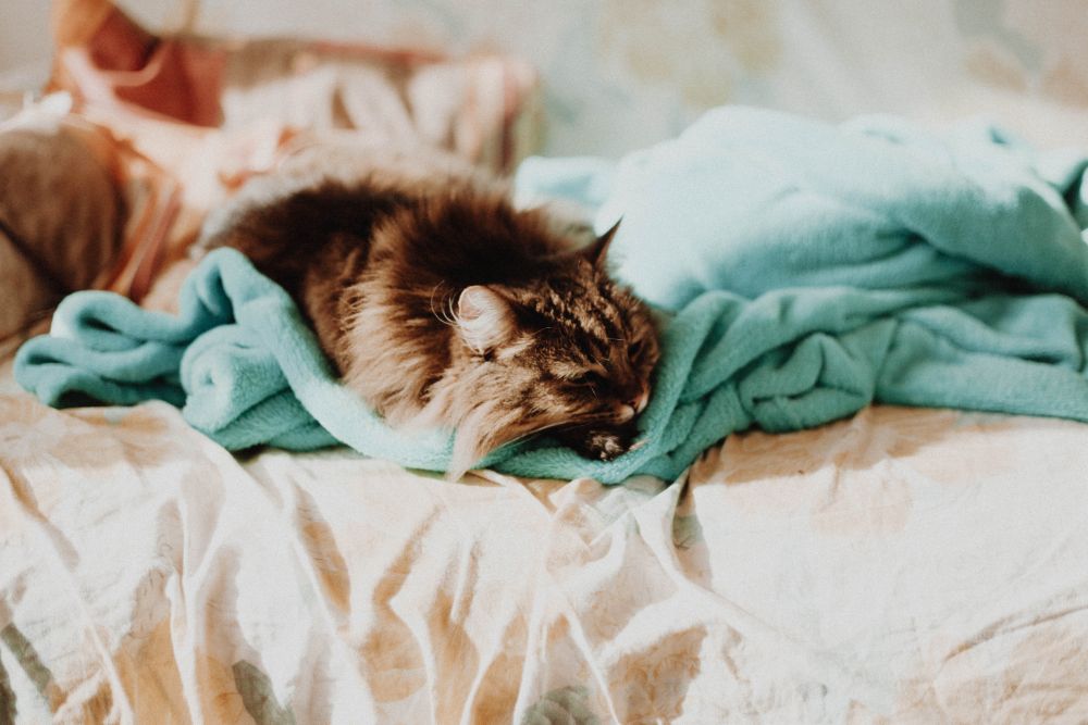 kot sikający na łóżko, kot znaczący łóżko, jak oduczyć kota sikania na łóżko