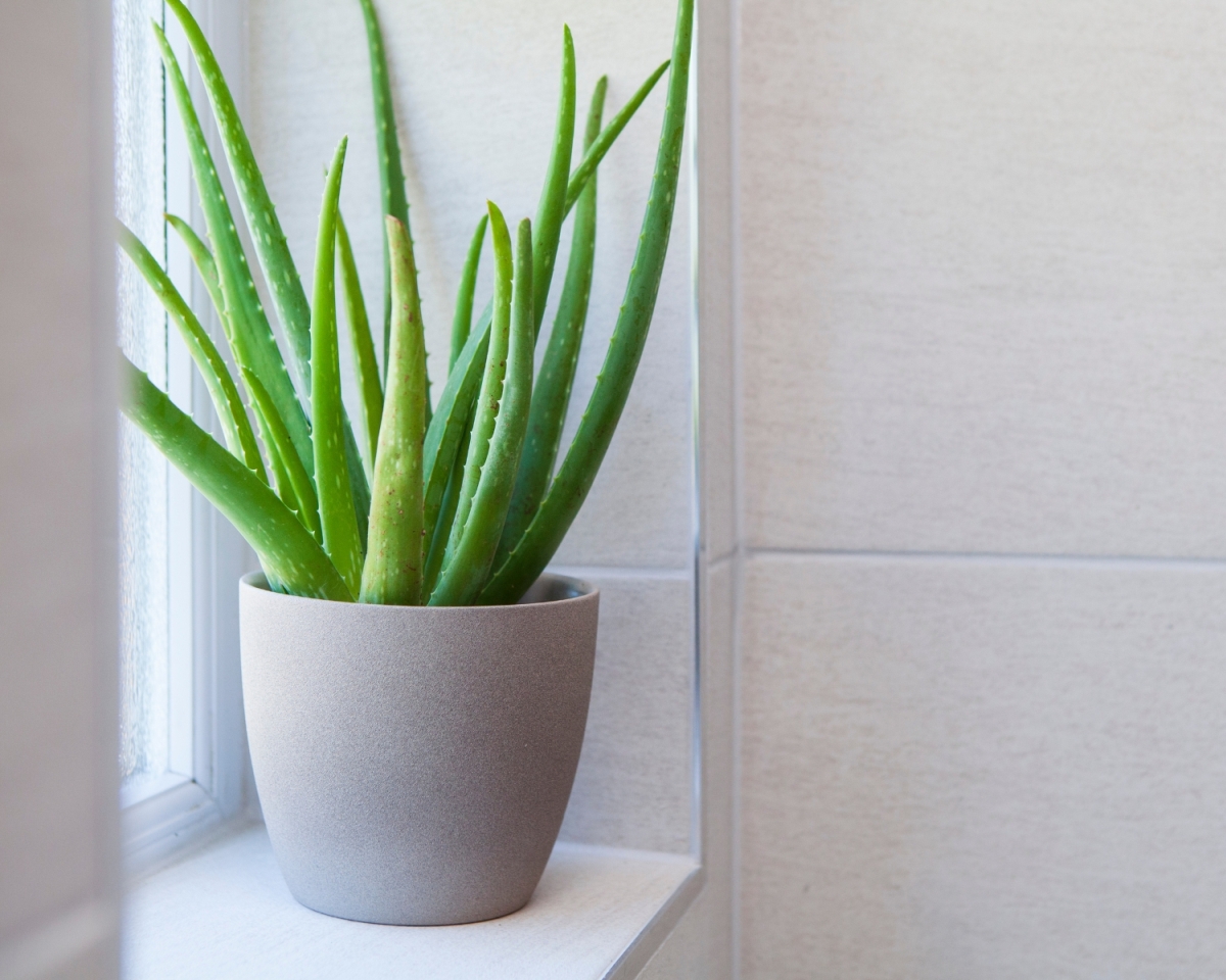 Aloes