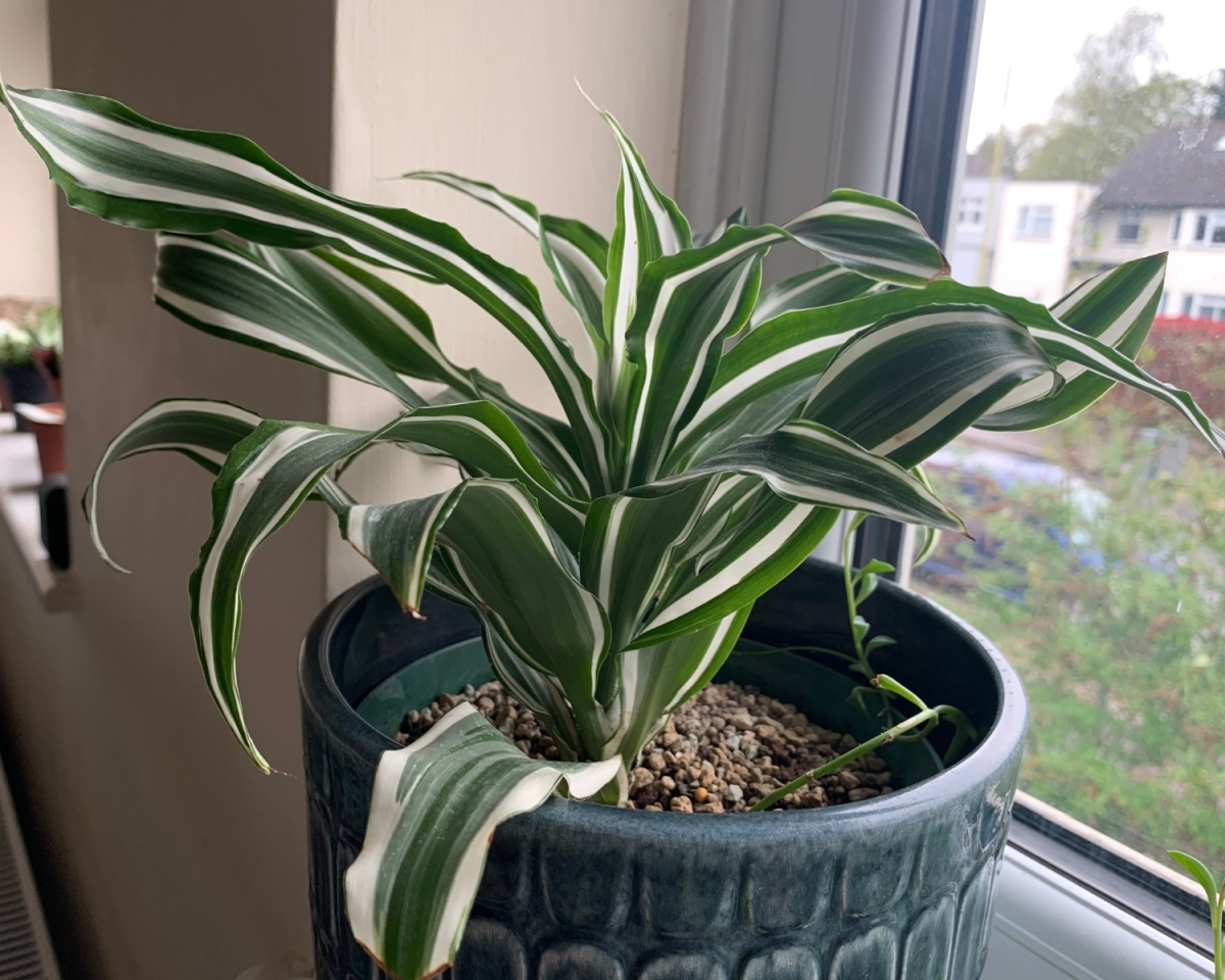 Dracena