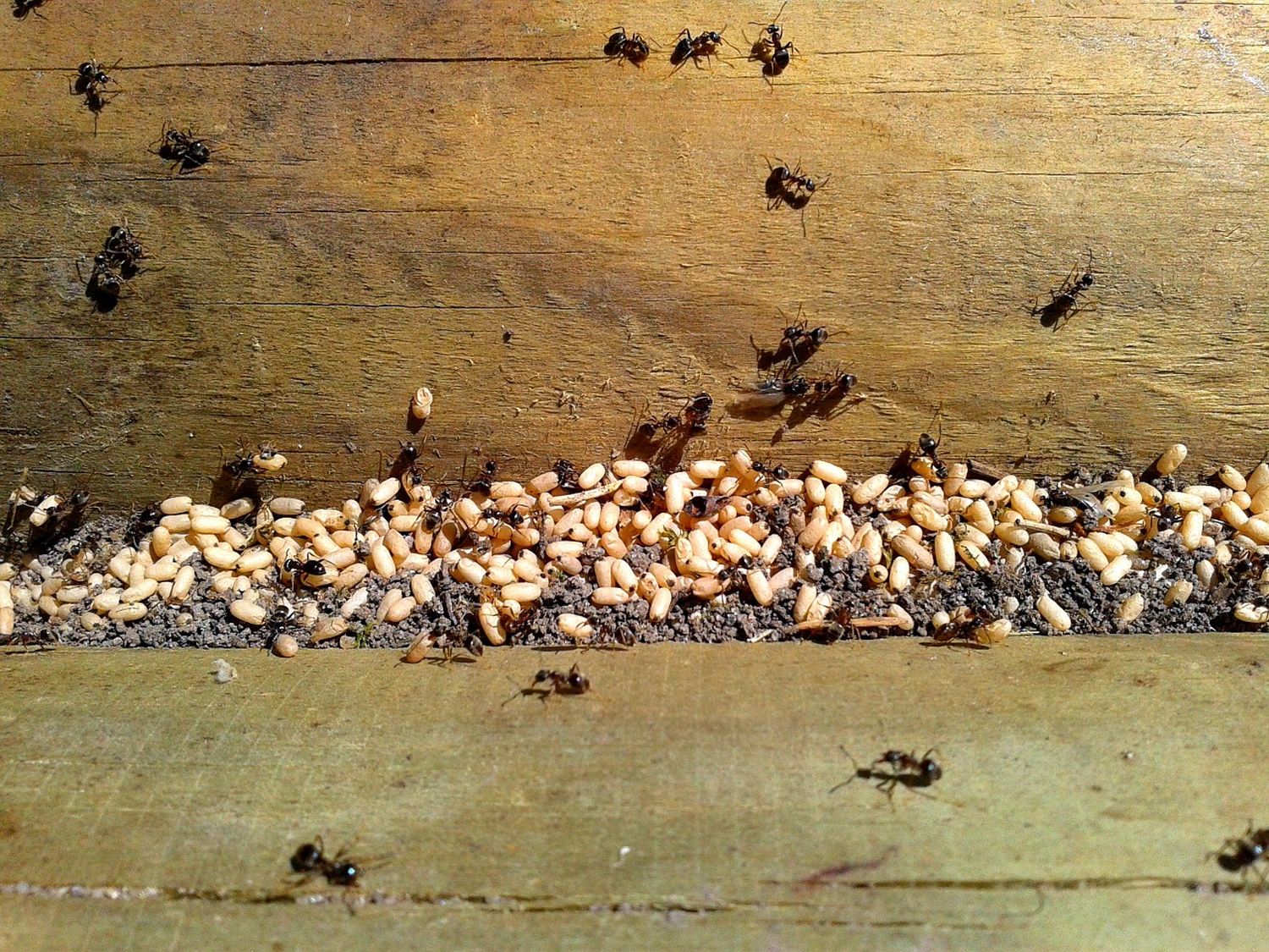 Jak skutecznie pozbyć się mrówek z ogrodu?