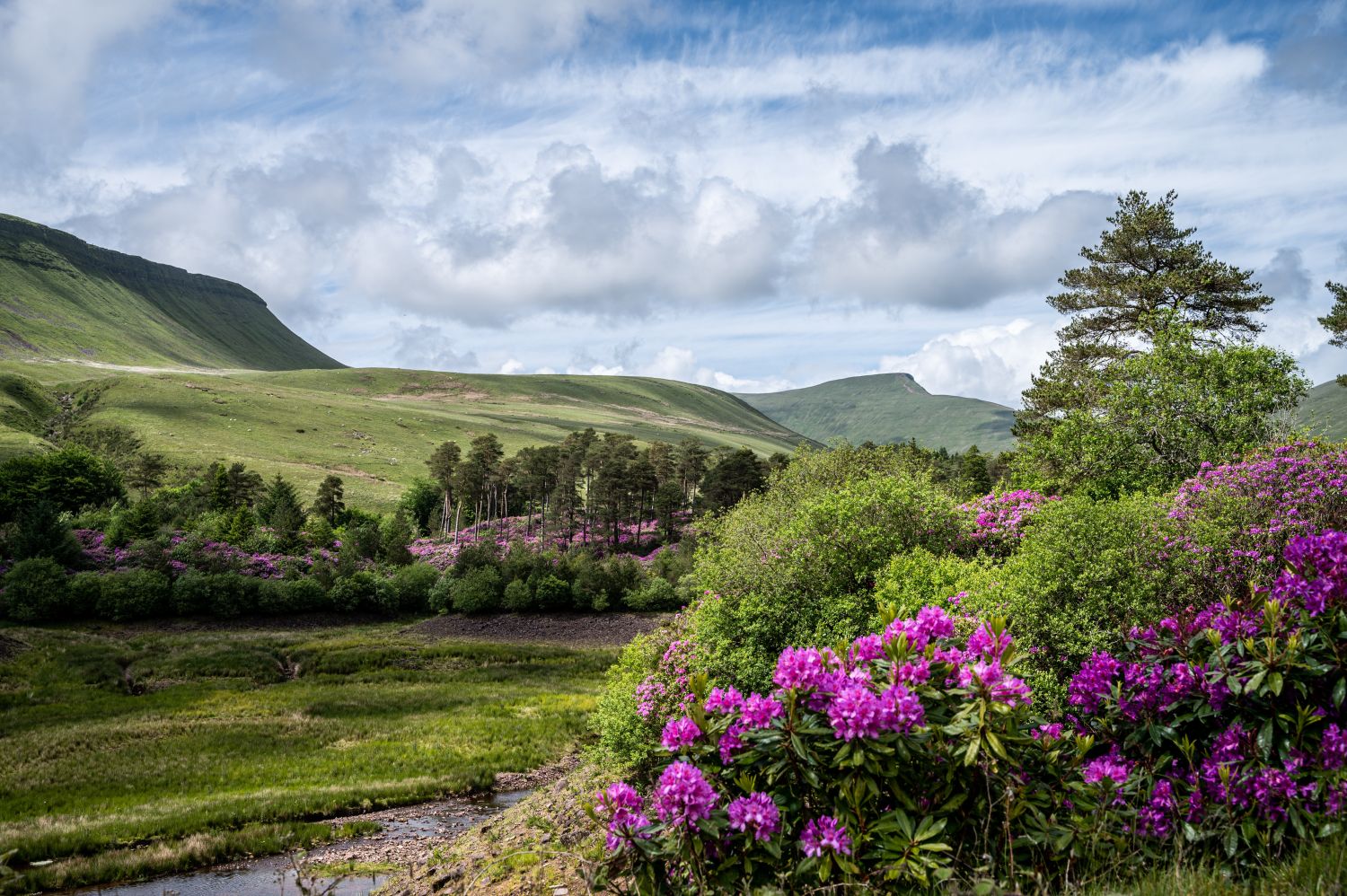 rododendron kiedy kwietnie