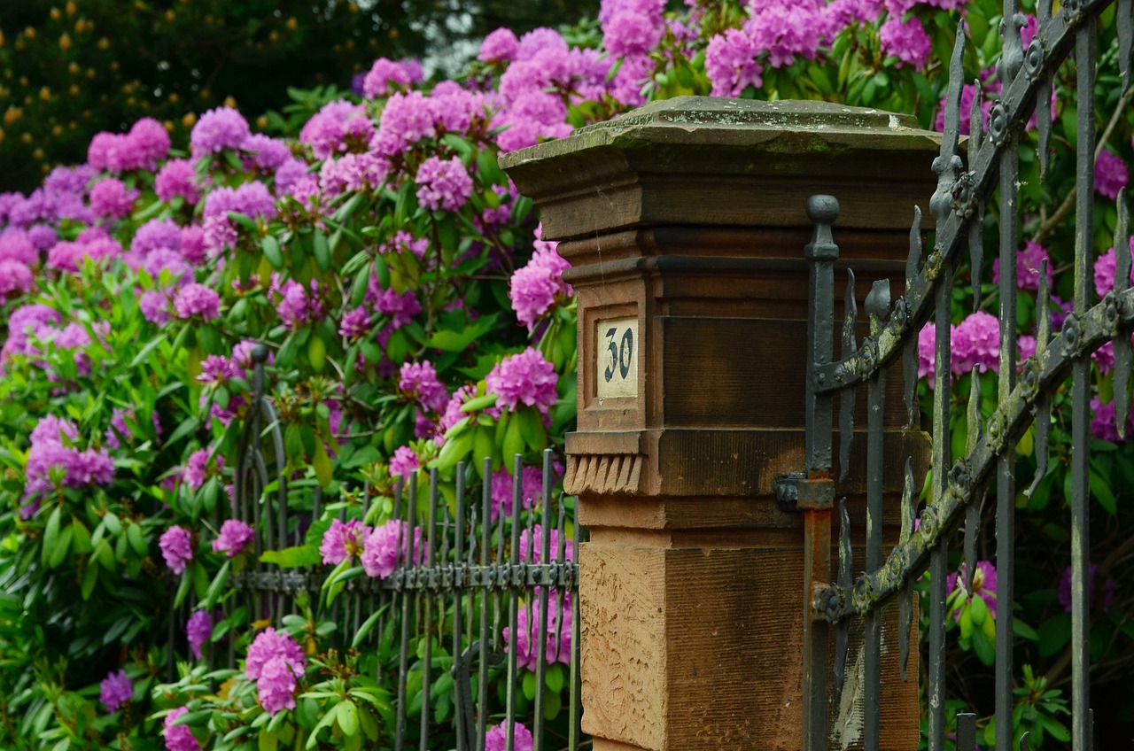 dlaczego rododendron nie kwitnie