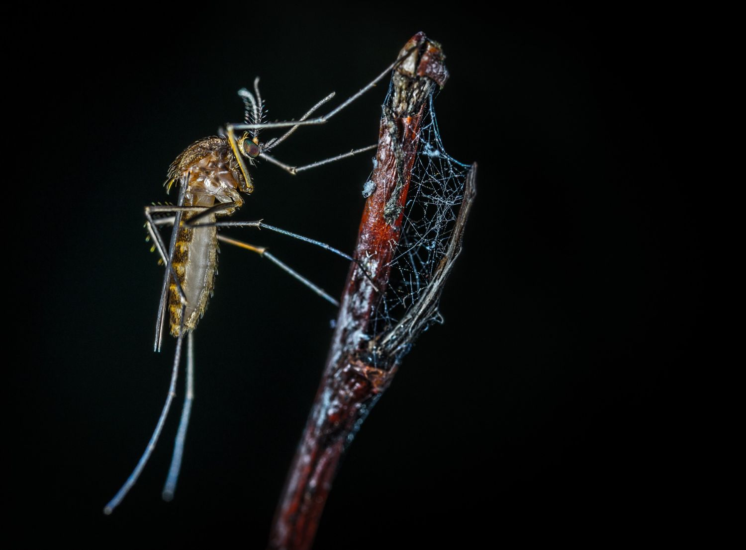 Domowe sposoby na komary w ogrodzie