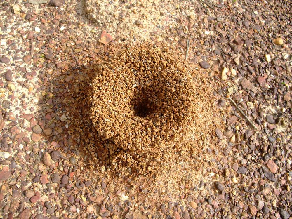 kopce mrówek w ogrodzie, kopiec mrówek, jak zwalczyć mrówki