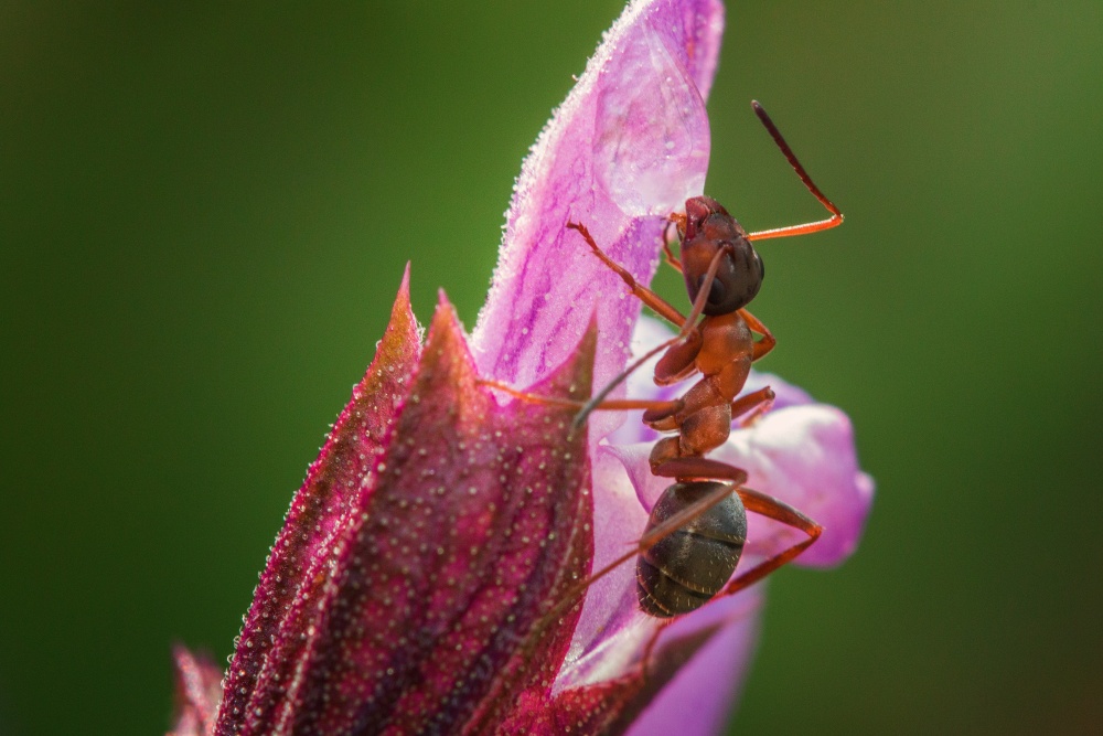 mrówki w ogrodzie, mrówki na kwiatach, mrówki a mszyce