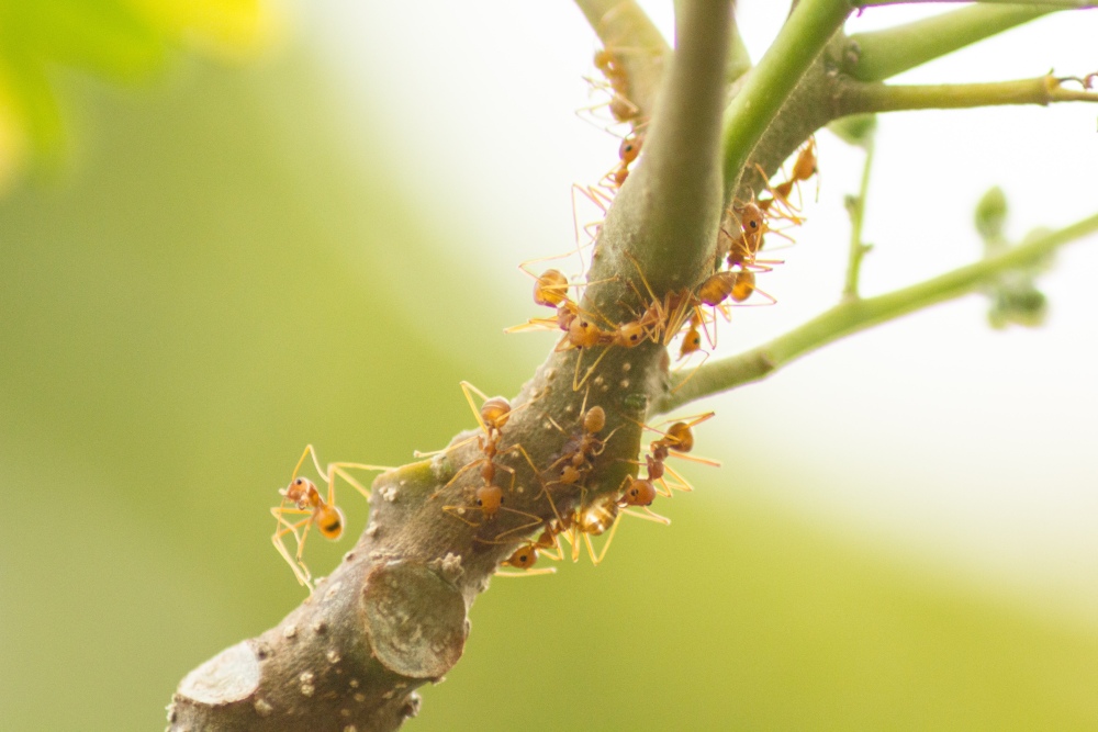 walka z mrówkami w ogrodzie, mszyce a mrówki, jak pozbyć się mrówek