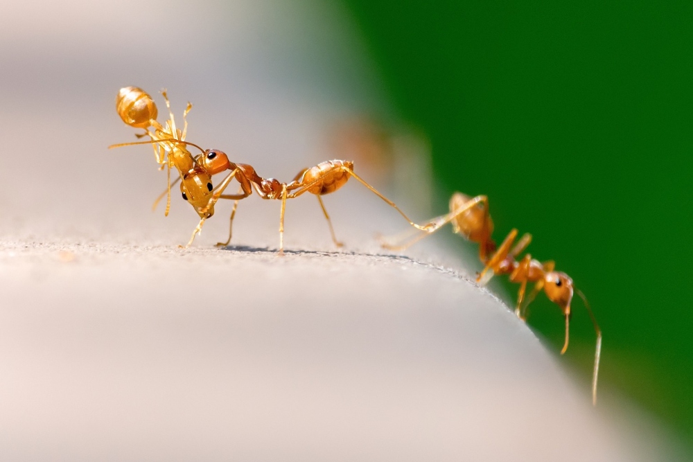 jak pozbyć się mrówek, sposób na mrówki w ogrodzie, jak pozbyć się mrówek z ogrodu