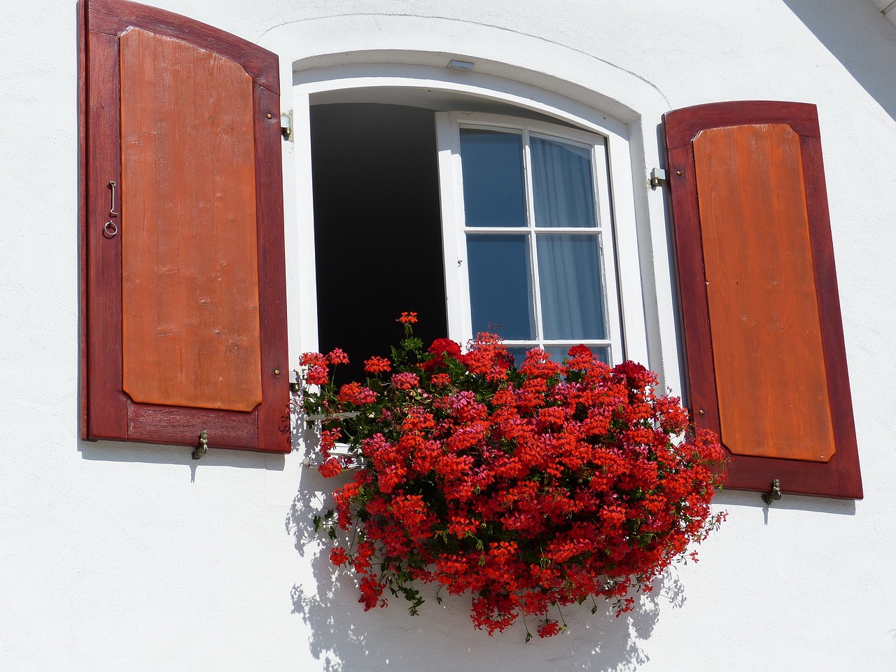 pelargonie nie kwitną