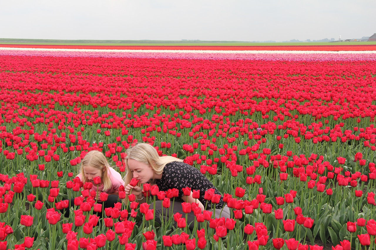 kiedy się sadzi tulipany