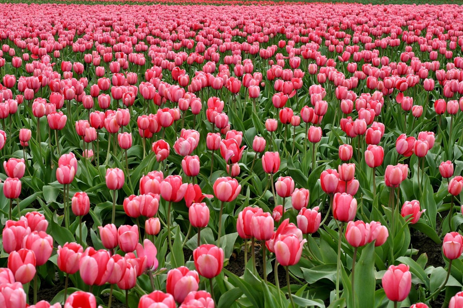 tulipany jak sadzić 