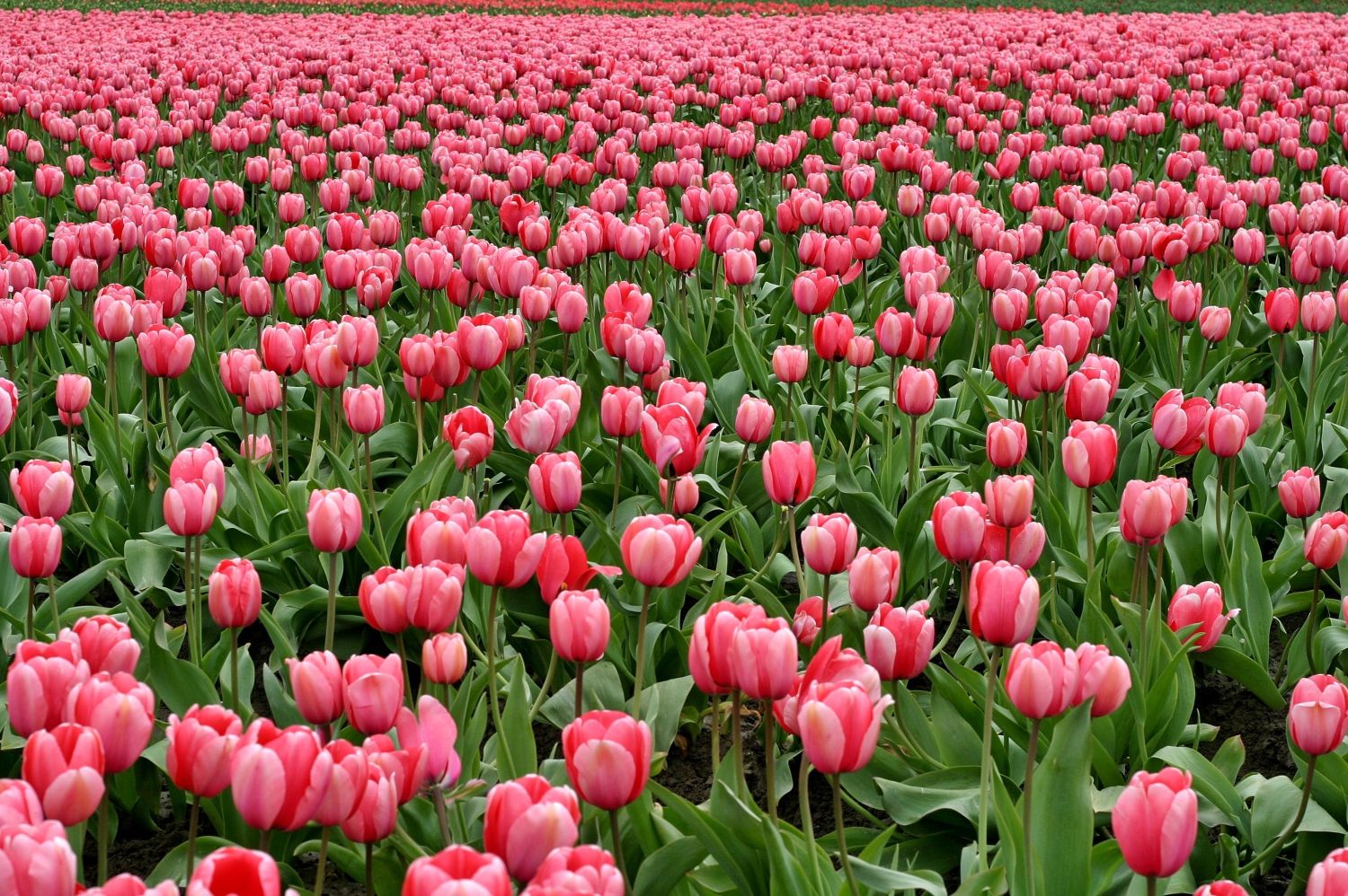 tulipany jak sadzić