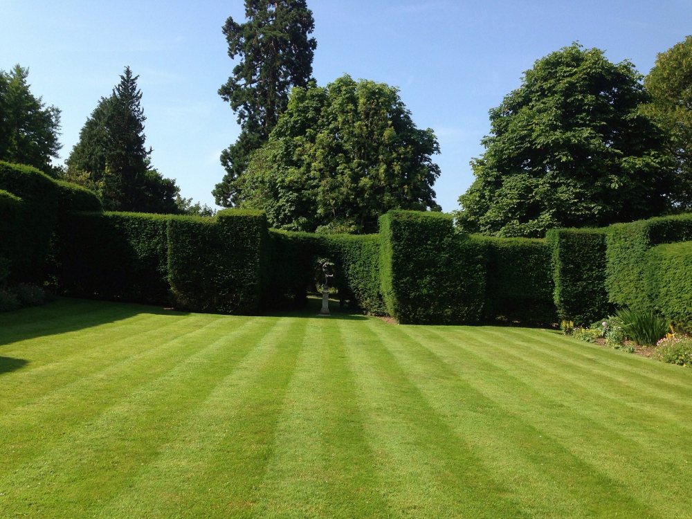 zadbany trawnik w ogrodzie, jak założyć trawnik, trawnik przy domu