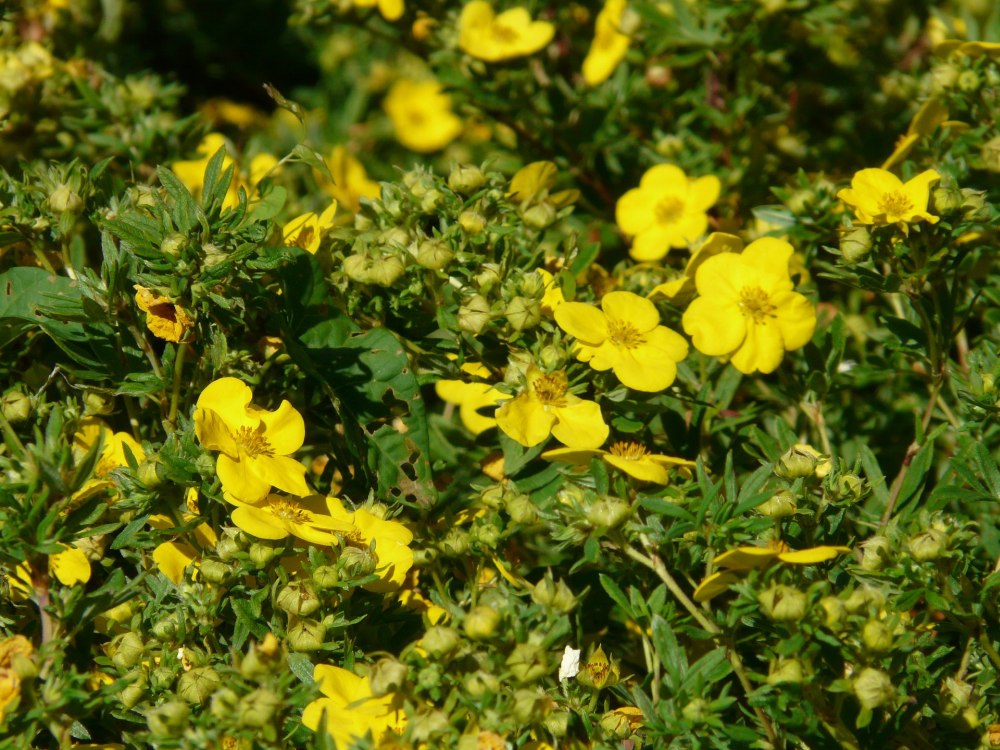 żółte kwiaty pięciornika krzewiastego, ozdobny krzew do ogrodu, krzew na rabatę