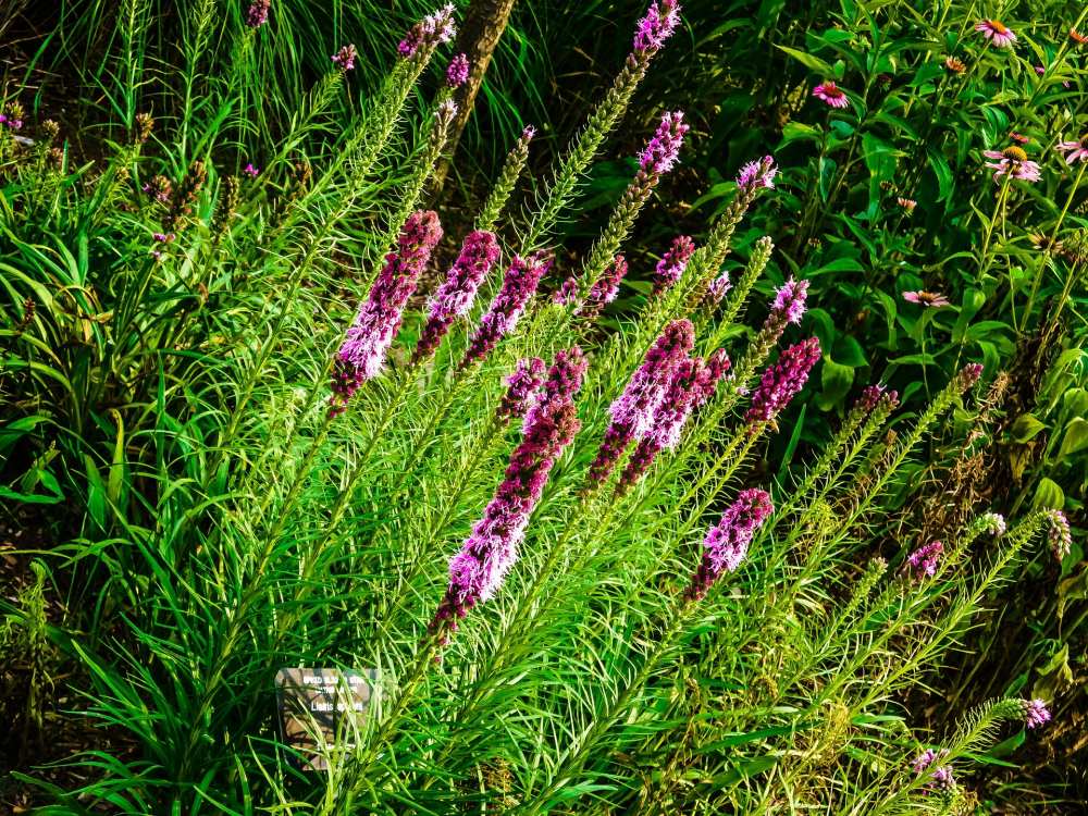 fioletowa liatra, fioletowa liatra kłosowa, mało wymagające kwiaty ogrodowe