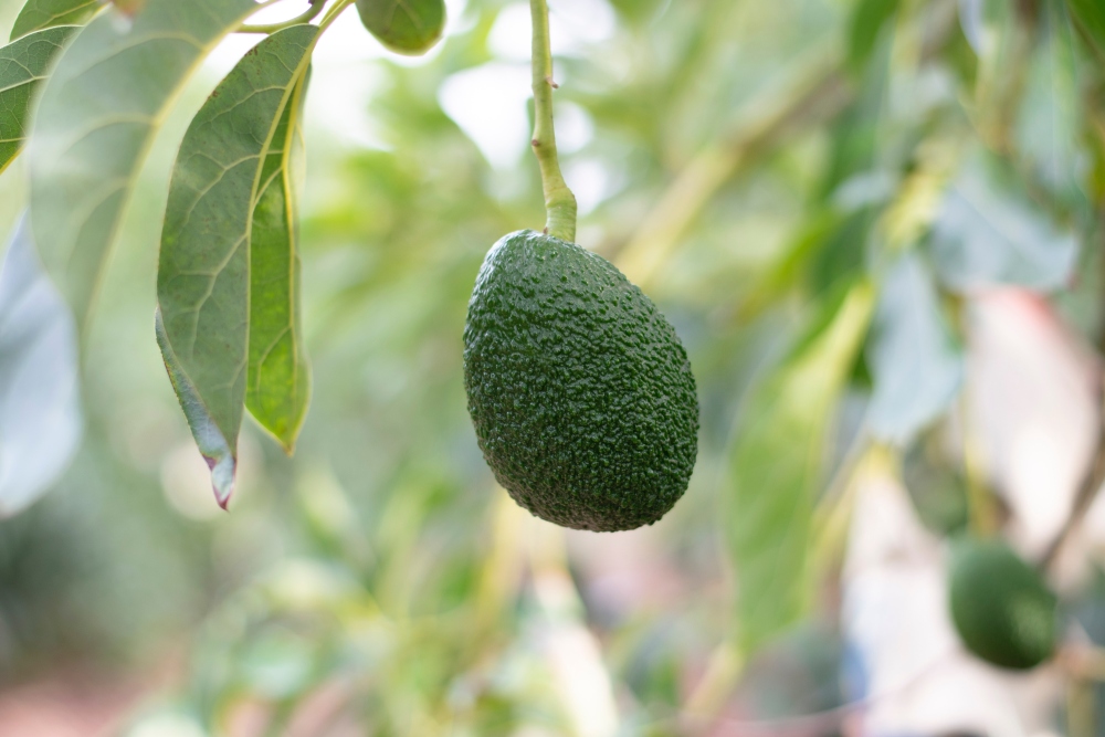 авокадо в природе, плоды авокадо на дереве, как выглядит дерево авокадо