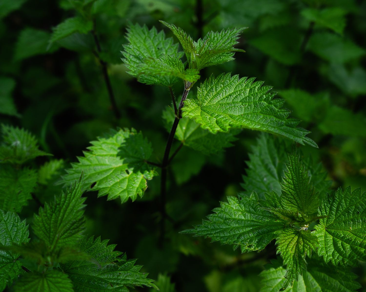 naturalny nawóz z resztek roślin