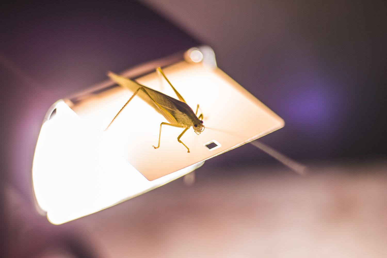  lampy na owady