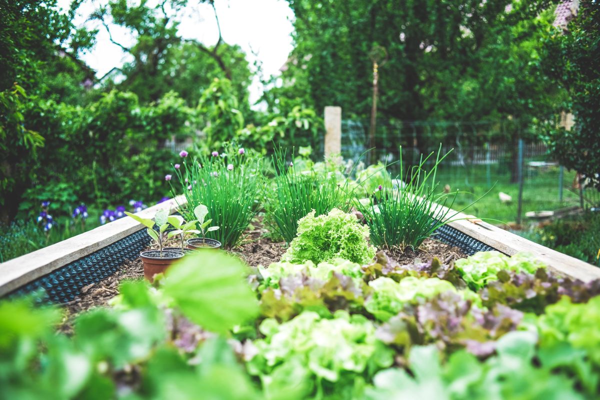 kącik warzywny w ogrodzie