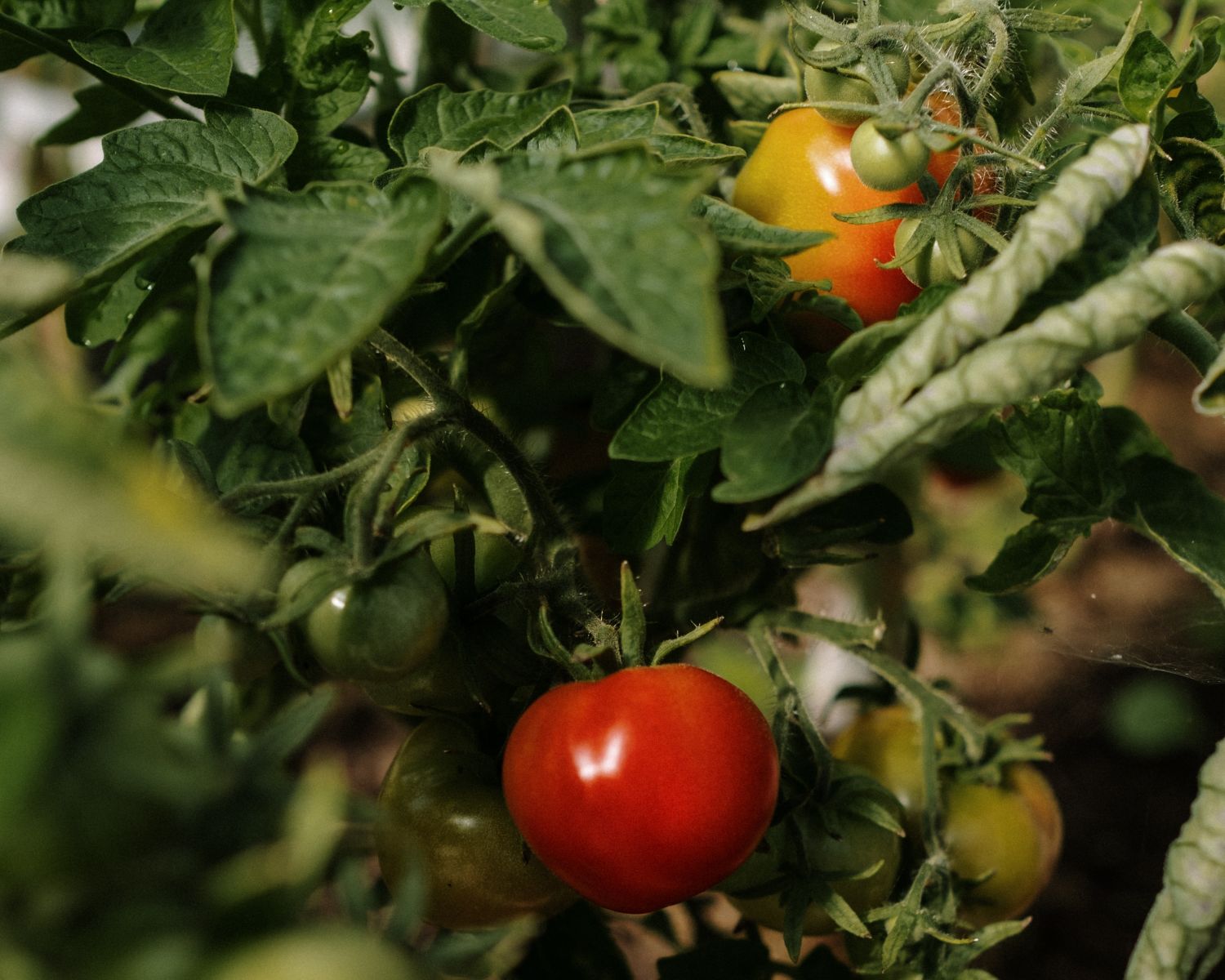 oprysk pomidorów drożdżami