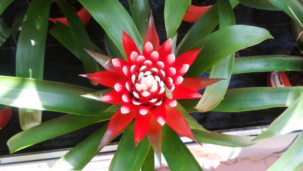 bromelia a kot, czy bromelia jest toksyczna dla kota, guzmania a kot