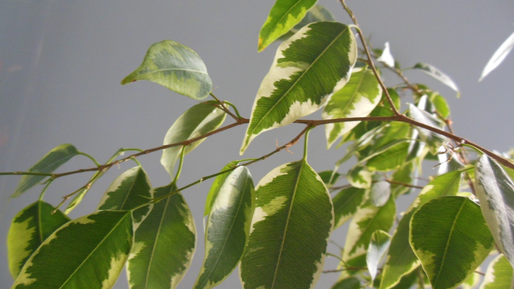 ficus a kot fikus a kot, fikus trujący dla kota