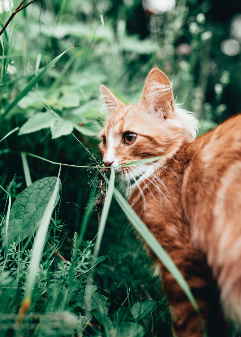 растения, токсичные для кошки, растения, опасные для кошки, ядовитые растения для кошки