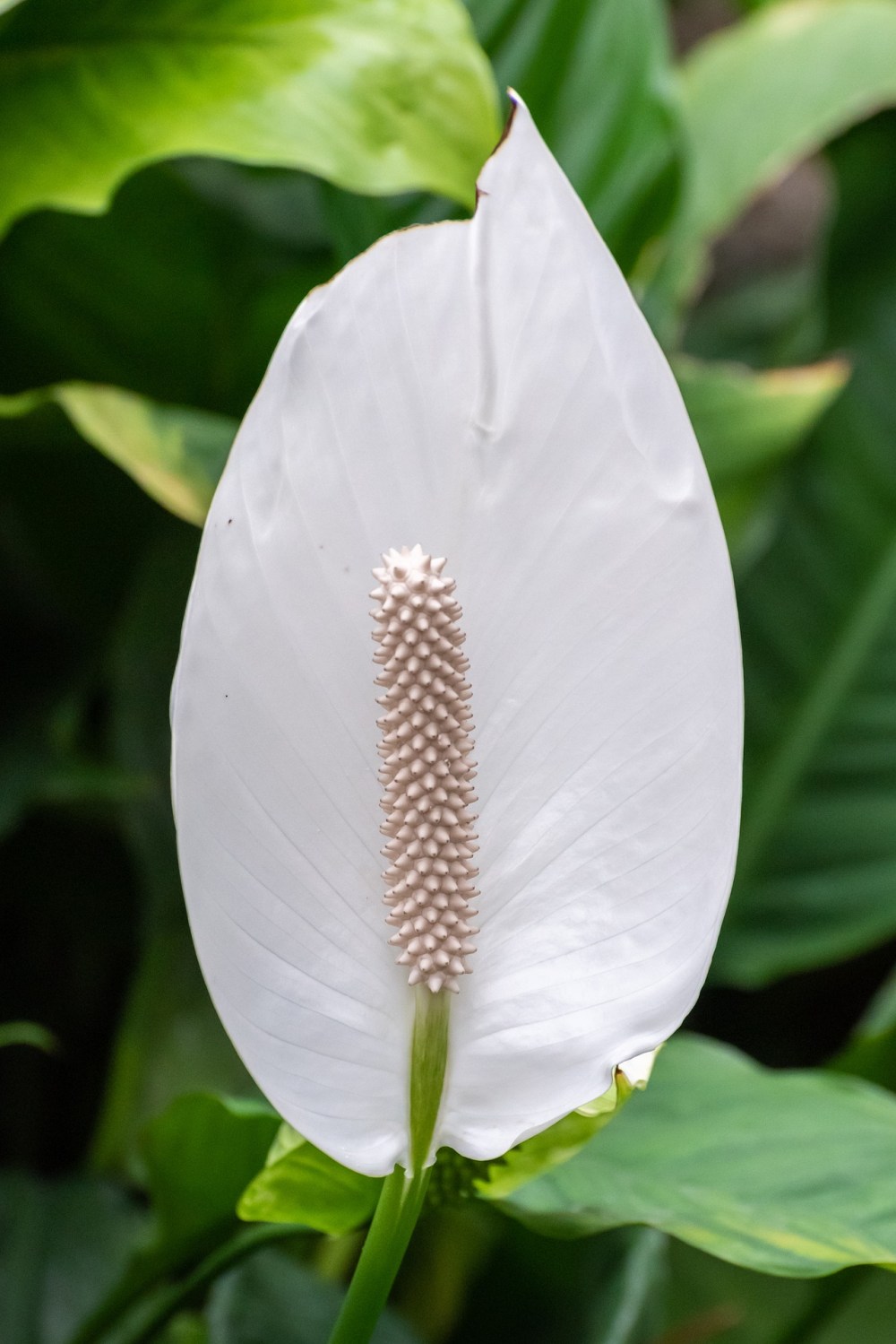 Спатифиллум для кошек. Peace Lily растение. Мирная Лилия спатифиллум. Лилия цветок спатифиллум. Спатифиллум Peace Lily White.