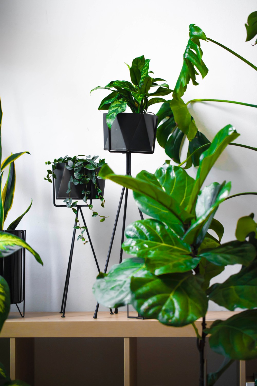 rośliny oczyszczające powietrze, rośliny nawilżające powietrze, rośliny w domu zalety