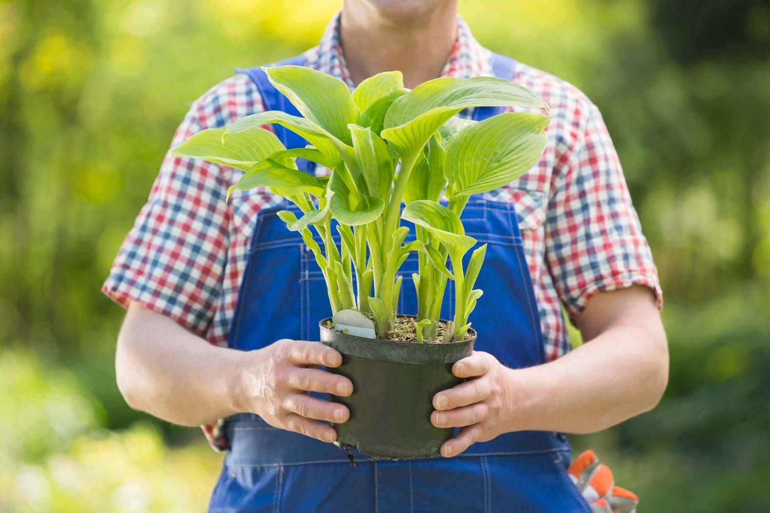 He is of gardening. Kids garden. алан гарднер ландшафтный дизайнер. семья выращивает на огороде. пенсионеры в огороде.
