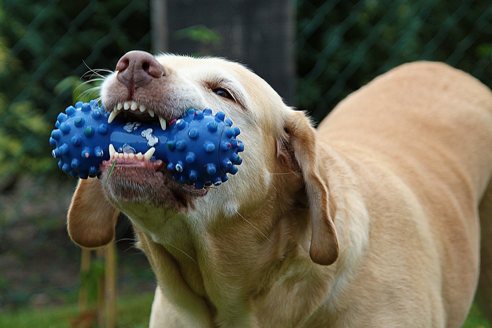 jak bawić się z psem, jakie zabawki dla psa, czemu bawić się z psem