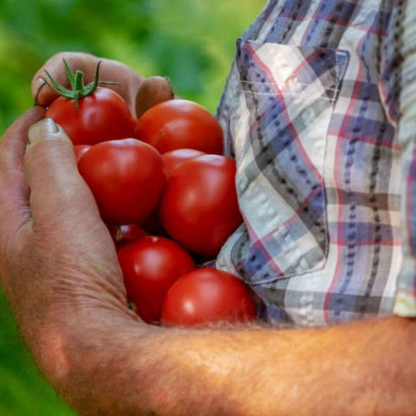 Uprawa pomidorów w doniczkach
