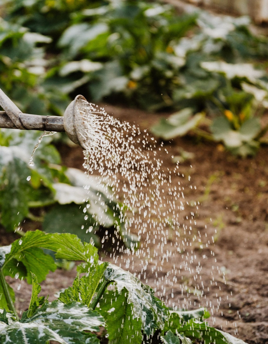 Ostatni moment na siew. Co jeszcze zdążysz posiać w sierpniu?