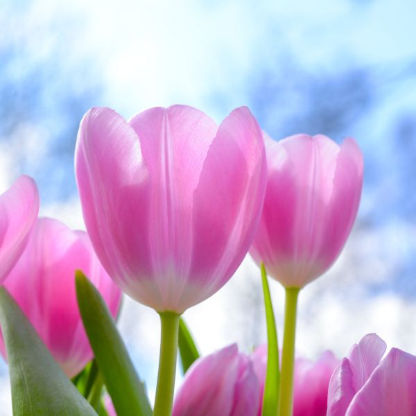 Jak i kiedy sadzić tulipany?