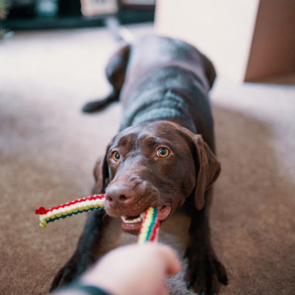 Jak zrobić zabawkę dla psa? DIY, zabawki z butelki, ze sznurka i wiele innych!