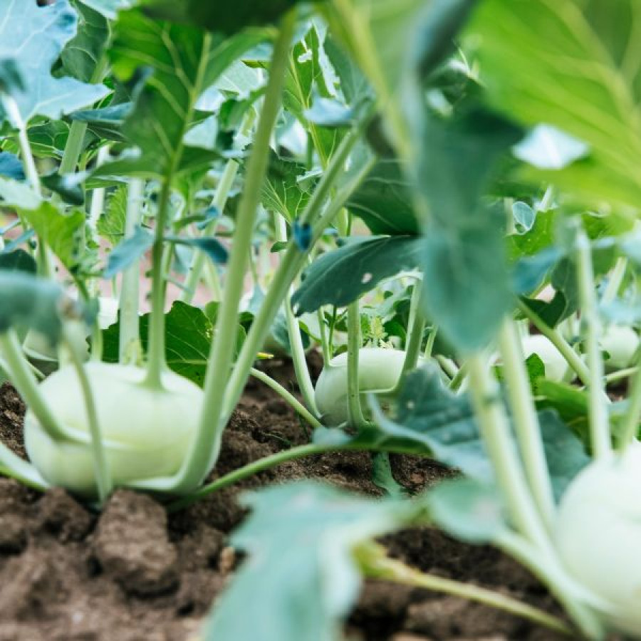 Ogródek warzywny – inspiracje i pomysły na warzywnik!