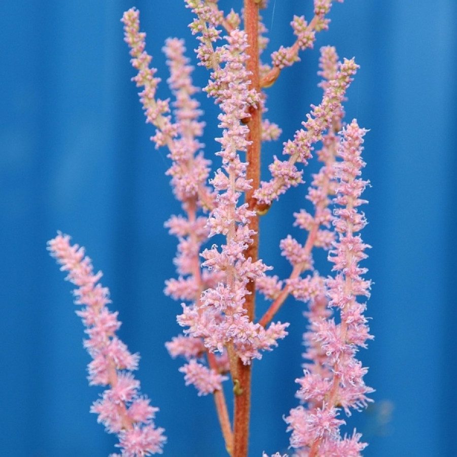 Hit wiosny 2026 w ogrodach. Ta bylina kwitnie bez przerwy i nie wymaga pielęgnacji