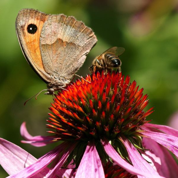 Roślina przyciągająca motyle – 8 propozycji