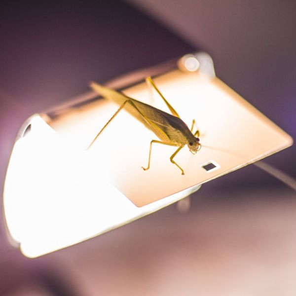 Lampy na owady — jak wybrać ochronę przed insektami?
