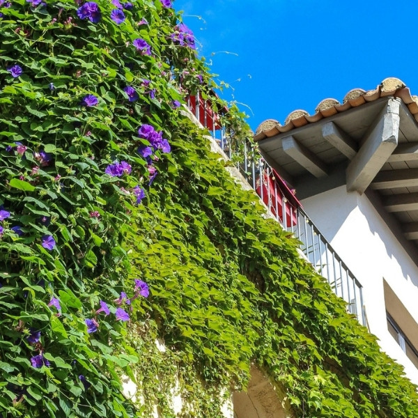 Trend 2026 na balkonach. Polacy sadzą jedną roślinę i efekt zachwyca